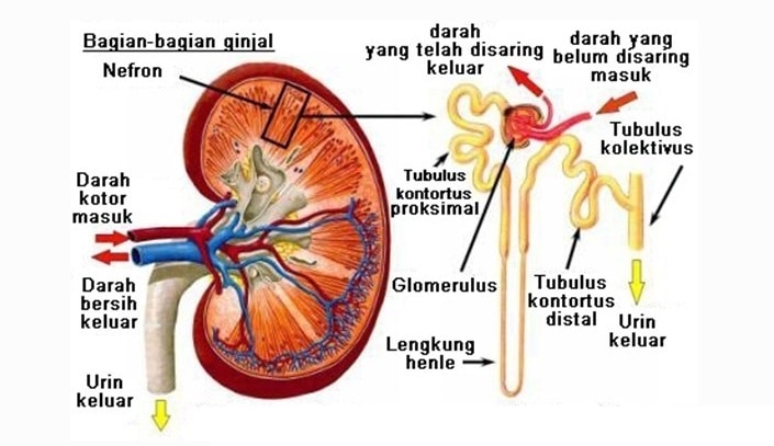 Proses penyaringan dalam ginjal terjadi di