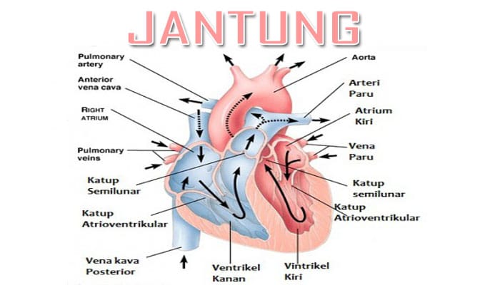 Bagian jantung yang berfungsi menerima darah dari paru paru adalah