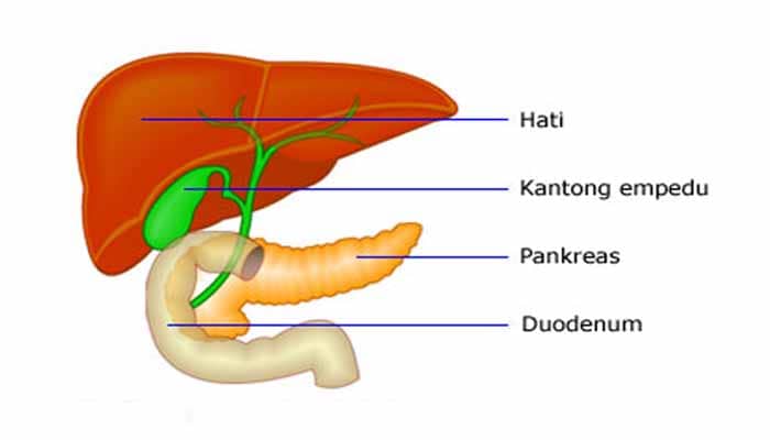 Kantung Empedu Pengertian Struktur Bagian dan Fungsi 