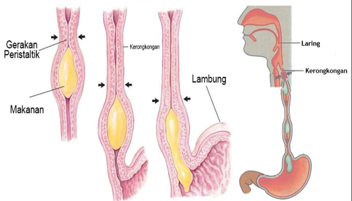  Kerongkongan  Pengertian Fungsi Struktur dan Bagian 