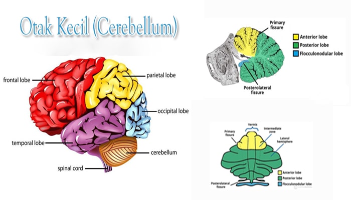 Struktur Otak Manusia Bagian Dan Fungsinya