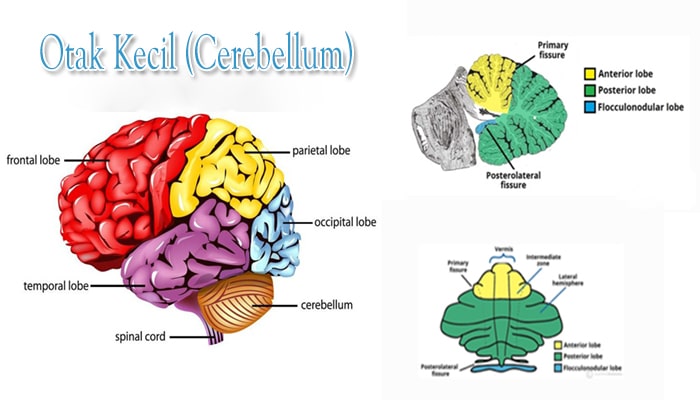 Struktur Otak  Manusia Bagian  Dan  Fungsinya 