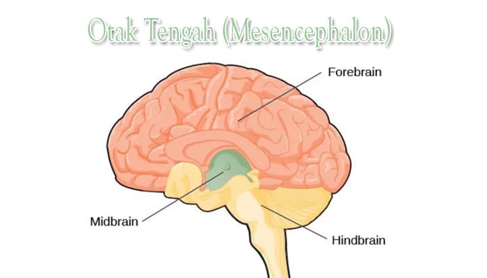 Struktur Otak Manusia Bagian Dan Fungsinya