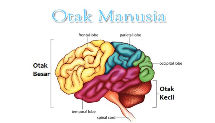 Otak : Pengertian, Fungsi, Struktur dan Bagian-Bagian Otak Manusia