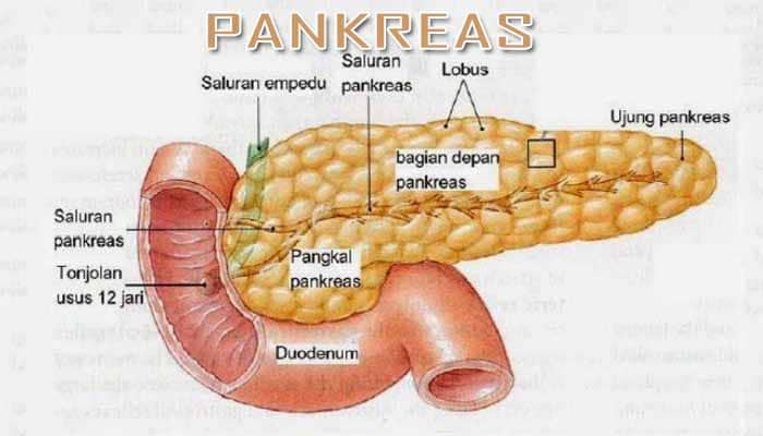 Hormon yang dirembeskan oleh pankreas