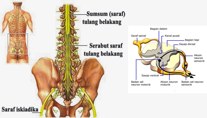 Hasil gambar untuk medula spinalis