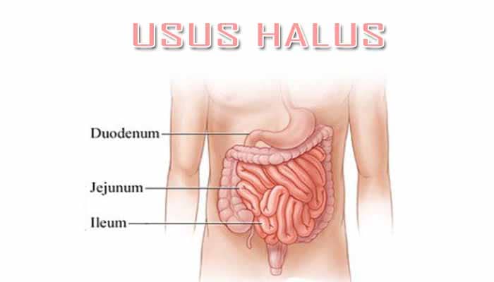 Jenis otot yang terdapat pada usus halus dan usus besar adalah otot