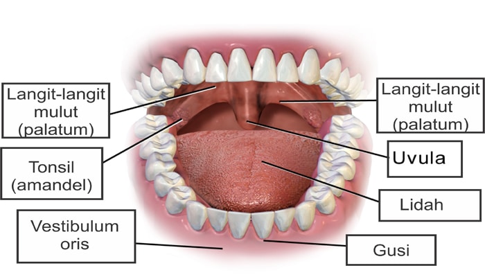 Mulut  Pengertian Struktur Bagian dan Fungsi Mulut  Dalam 