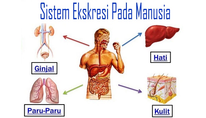  Sistem  Ekskresi Pada  Manusia  Organ Organ atau Alat 