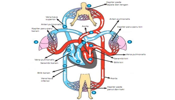 Sistem Organ – Ruang Science