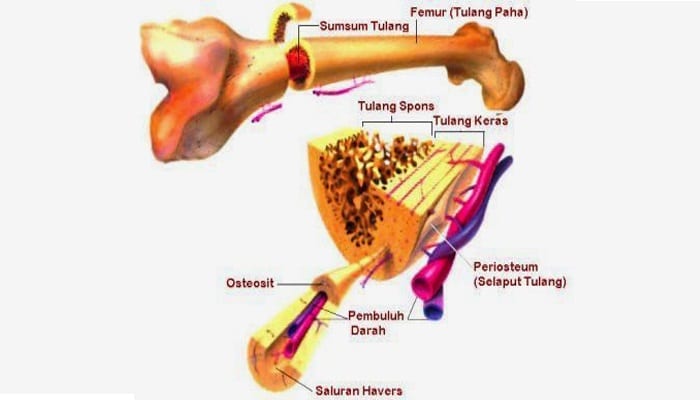 Tulang Keras Pengertian Ciri Fungsi Struktur Bagian 