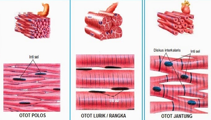 Perbedaan fungsi antara otot polos dengan otot lurik adalah