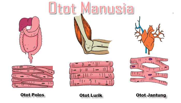 Unduh 55 Gambar Fungsi Otot Manusia Terbaik HD