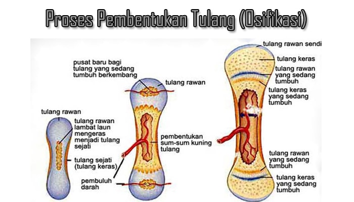 Perbedaan Struktur Tulang Rawan Dan Tulang Keras Ini Penjelasannya