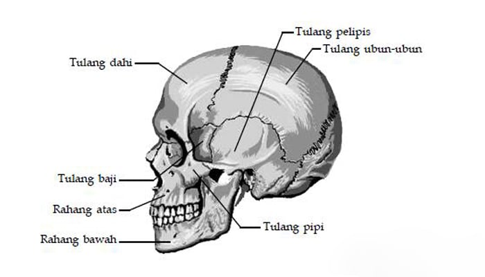 Tulang Baji Pengertian Bentuk Letak Ciri Jumlah dan 