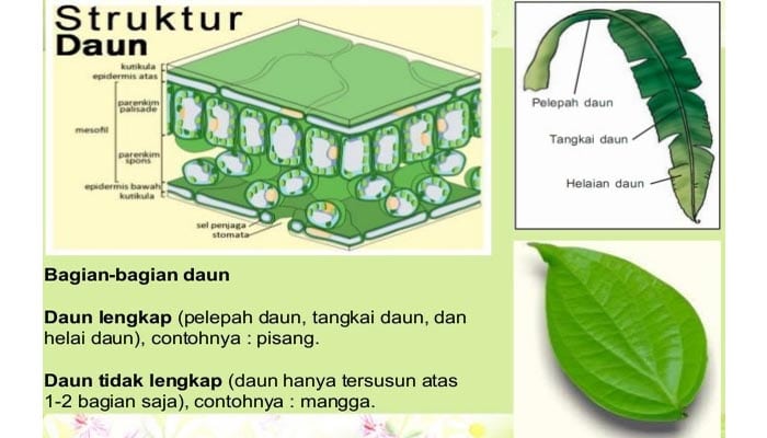  Daun  Pengertian Fungsi  Struktur  Bagian dan  Macam Jenis 