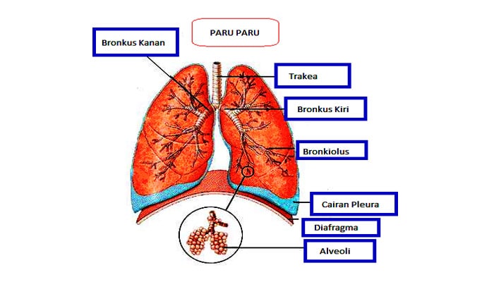  Bronkus  Pengertian Struktur Bagian Fungsi  Gangguan 