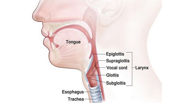 Epiglotis terletak di