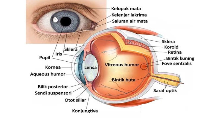 Fungsi pupil pada mata adalah