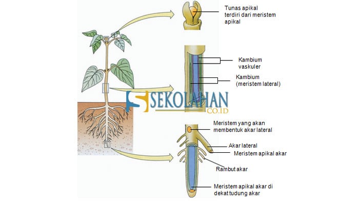 Ciri-ciri jaringan meristem