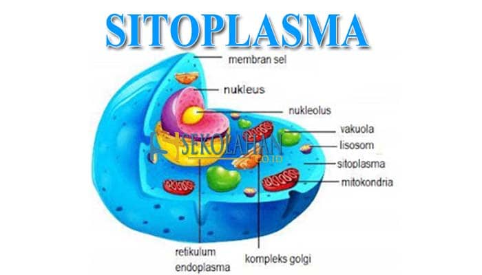 Fungsi Sitoplasma  Pengertian Ciri Struktur dan 