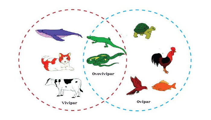  Hewan  Ovipar  Vivipar  dan  Ovovivipar  Pengertian  Ciri 