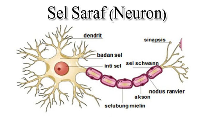 Fungsi Sel Saraf Ciri Struktur Bagian Dan Jenis Sel Saraf Neuron 
